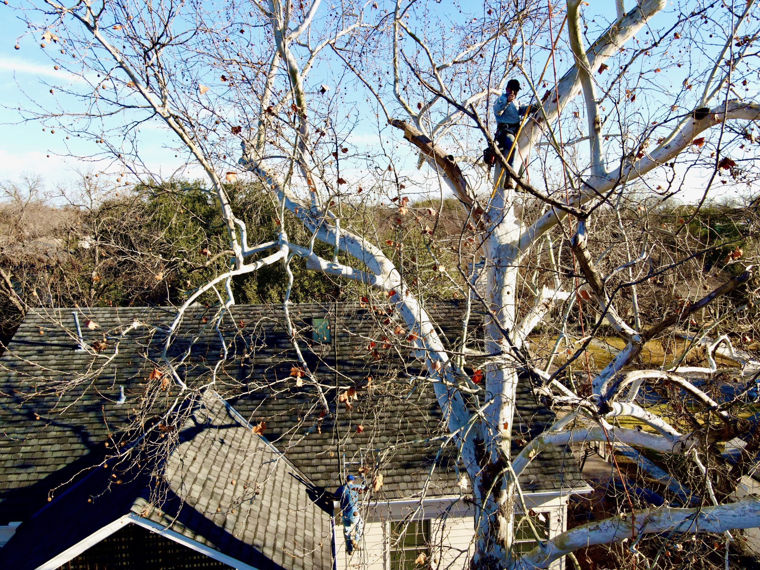 Why to Book Austin Tree Service this January Maas Verde Landscape