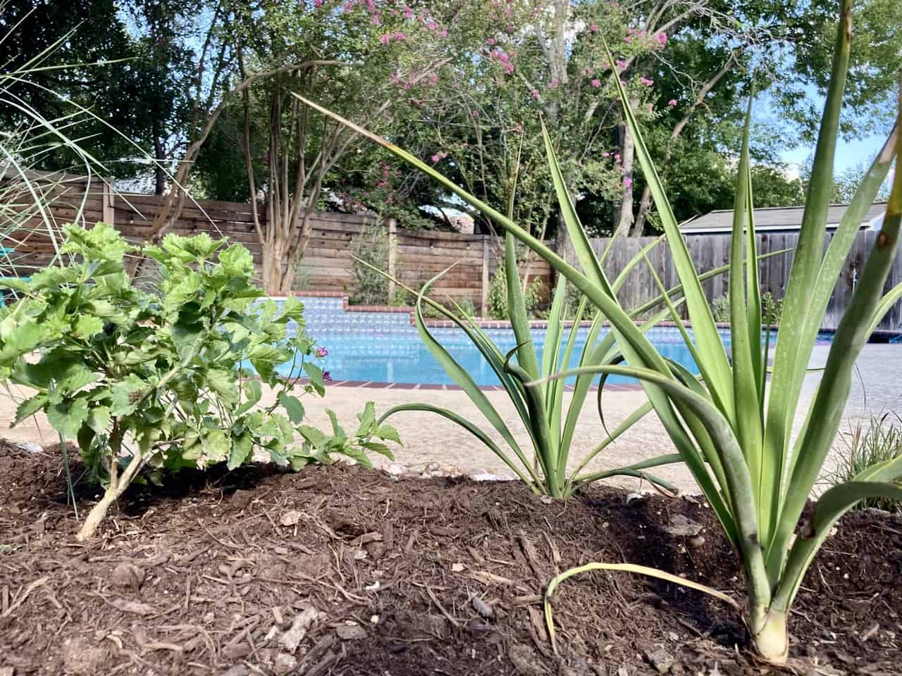 Central Texas Xeriscape Ideas Beyond Desert Aesthetics Maas Verde